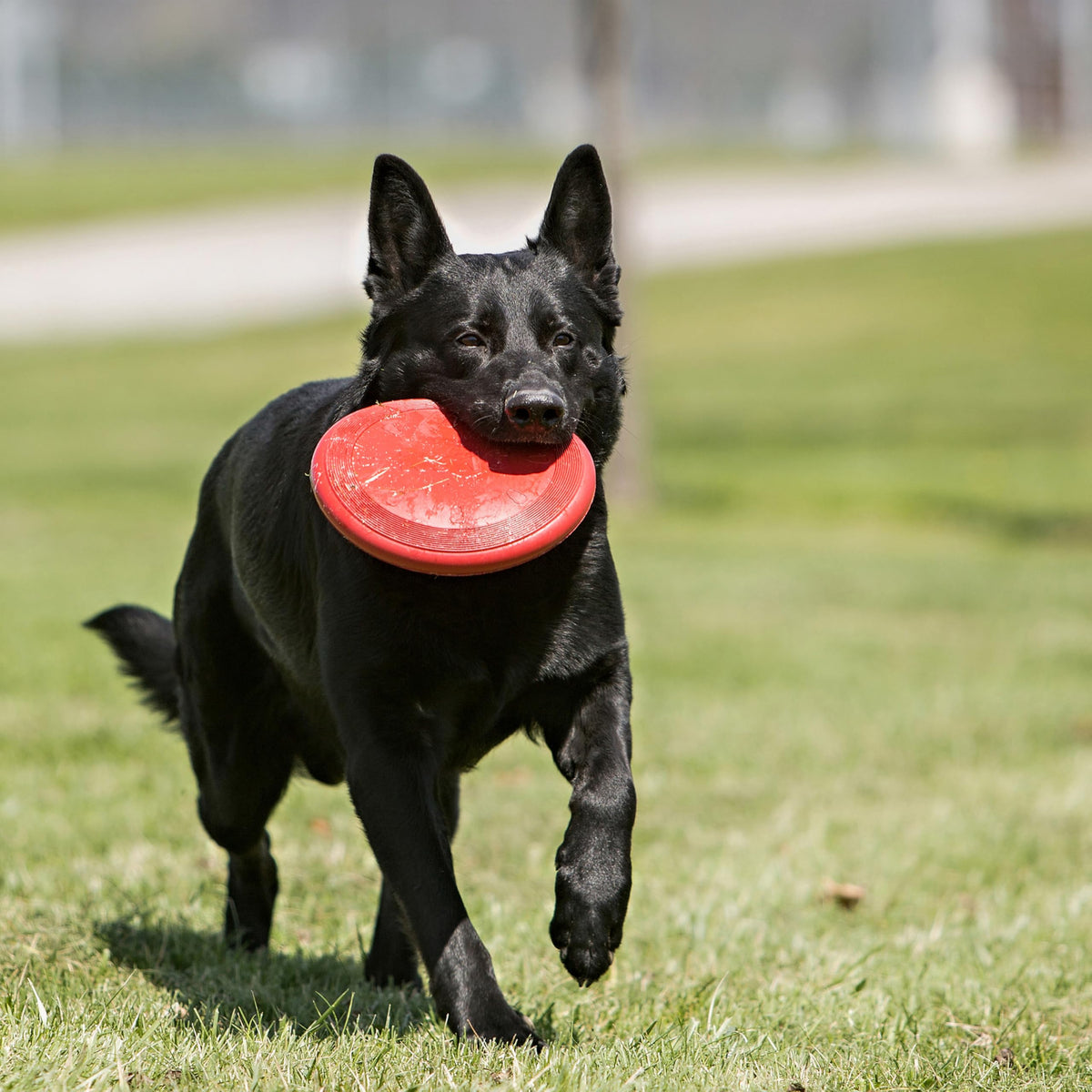 Natural Rubber Flying Disc Fetch Toy M9530